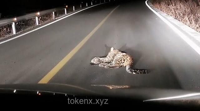 杭州豹子“出逃记”：一场生态与科技的奇妙碰撞🐆🔍